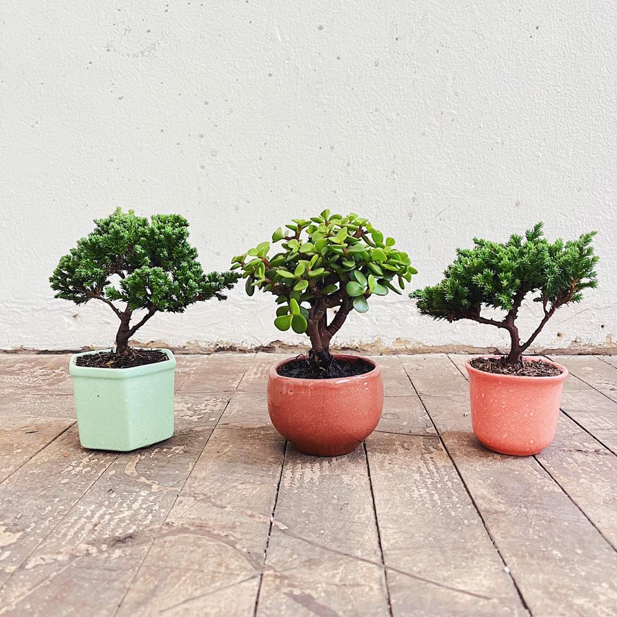 Bonsai Pequeño 2 años - Imagen 2